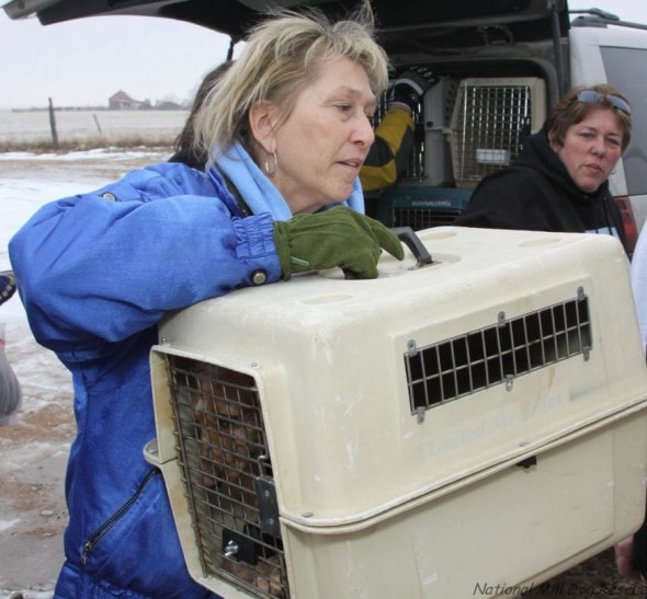 12283379-national-mill-dog-rescue-volunteer-unloads-puppy-mill-dog-from-rescue-van