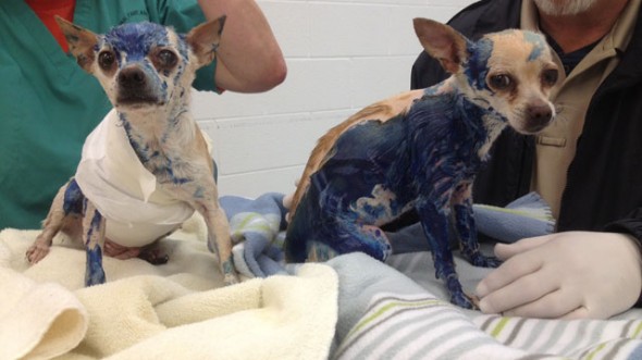 Chihuahua covered in blue plumber's glue.