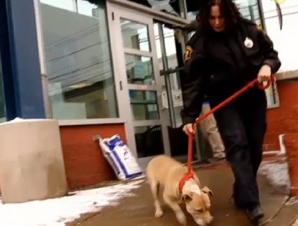 One of the 6 dogs rescued by Pittsburgh police.