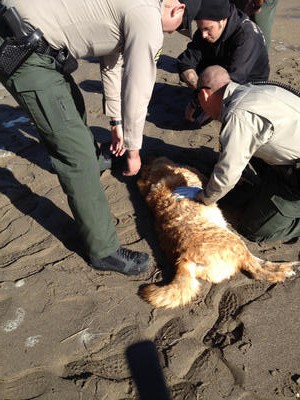 Santa Cruz Seaside Co. security officers performed CPR to save Kobi's life. Photo Credit: Santa Cruz Sentinel