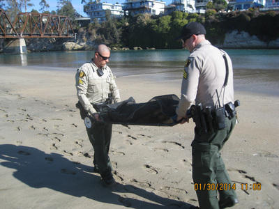 Officers taking Kobi to safety. Photo Credit: Santa Cruz Sentinel