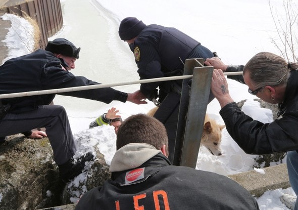 Hero rescuers helping Maya get back on safe ground. Photo Credit: Bruce Bishop/Chronicle