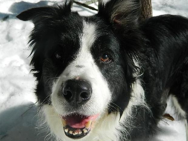 Border Collie Loses Owner to Murder and Now Needs a New