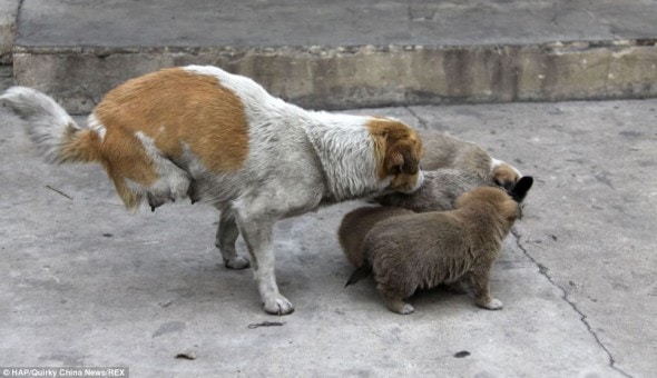 Shi Bao with her puppies on the streets of China.