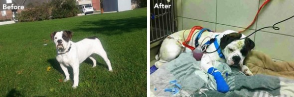 Tonka before getting shot and after. Photo Credit: Toronto Police Department