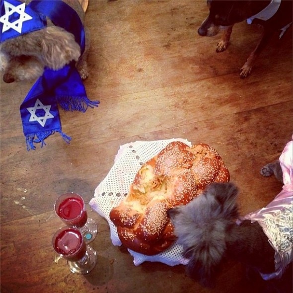 2.1.14 - Bark Mitzvah5