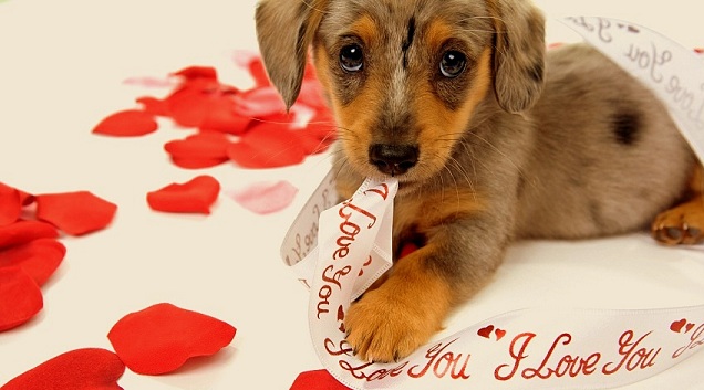 20 Best Valentine's Day Photos - Life With Dogs