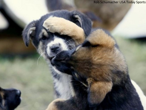 2.22.14 - Sochi Dog Shelter1