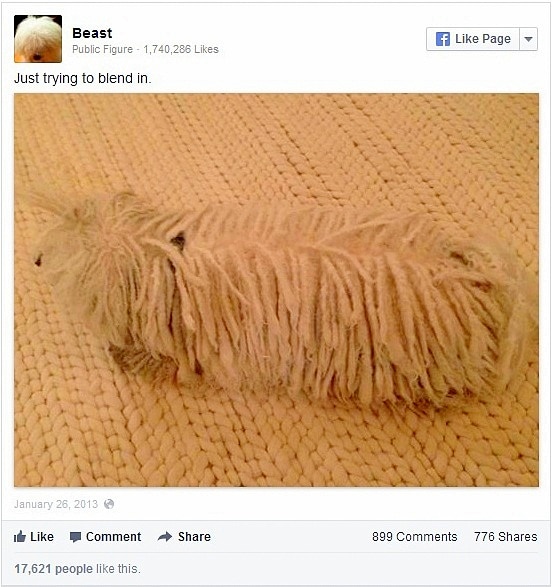 2.5.14 - Zuckerberg's Dog Beast Rules Facebook2