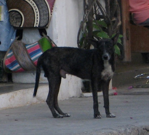 Nikko the street dog from Cartagena, Colombia. Photo Credit: Vanda Hale