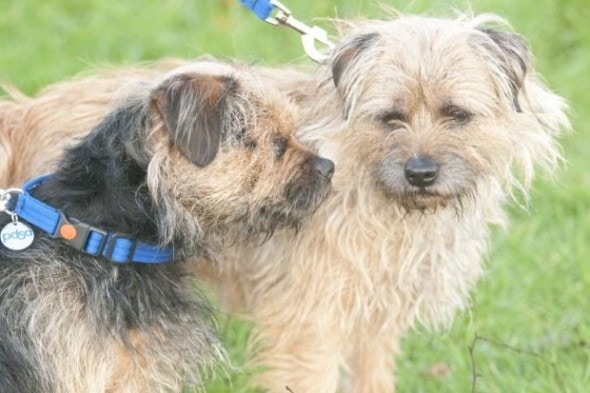FREE FOR PR USE: Lucky, a border terrier from Glasgow who lives a happy life with the help of his friend Scruff.