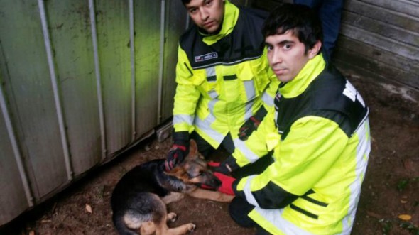 Local firefighters pose with the dog after the rescue. Photo Credit: S. Silva/Soy Osorno