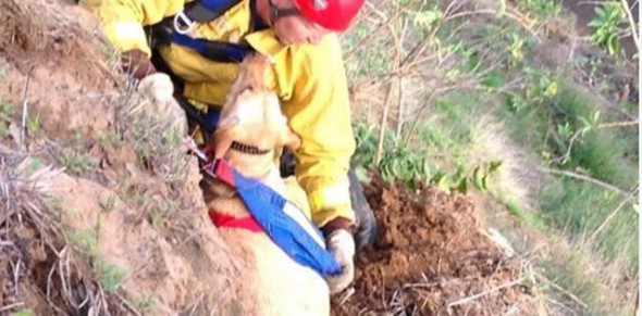 Firefighters rescuing the pet from the bluff. Photo Credit: Sacramento Metropolitan Fire District