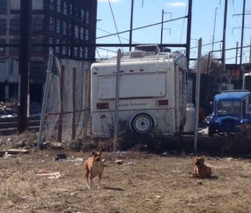 Martin and Mavis as homeless dogs in the junkyard. Photo Credit: PAWS New England