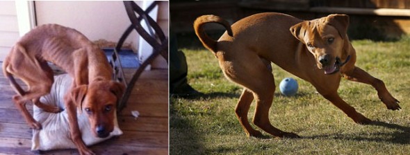 Photo Credit (left): City of Plano. Photo Credit (right): Tom Fox/Dallas Morning News