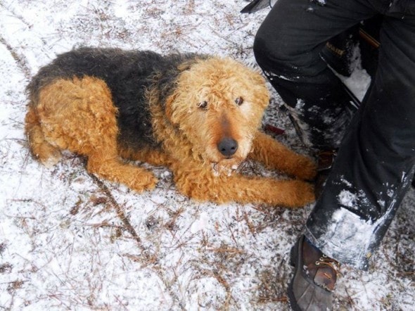 Dog rescued from snow. Photo Credit: Brian Stewart