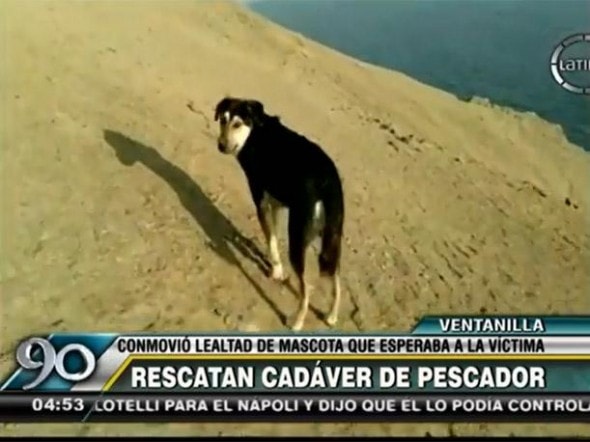 Loyal pet waiting for his owner. Photo Credit: 90 segundos/Frecuencia Latina