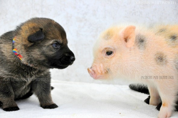 3.13.14 - Puppies & Piglets0