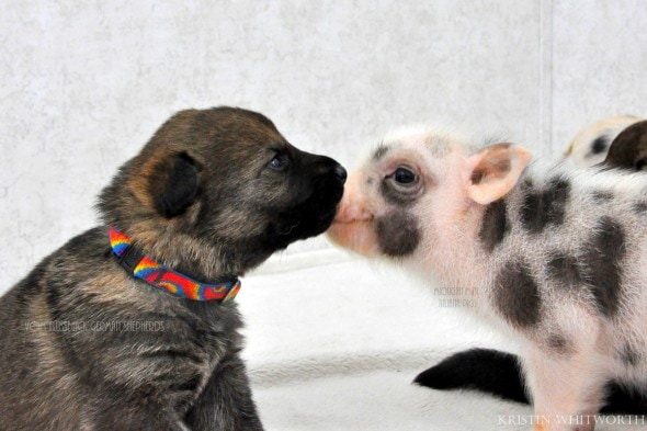 3.13.14 - Puppies & Piglets1
