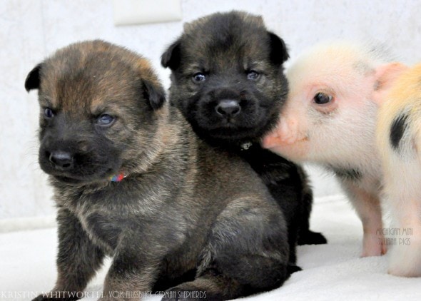 3.13.14 - Puppies & Piglets2