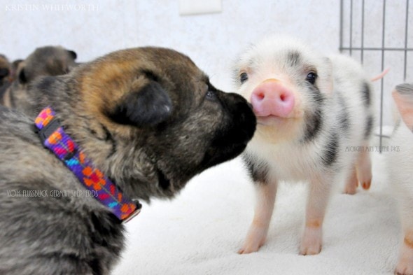 3.13.14 - Puppies & Piglets4