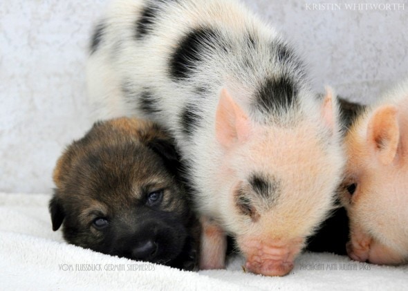 3.13.14 - Puppies & Piglets6