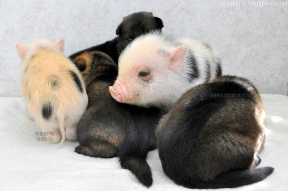 3.13.14 - Puppies & Piglets7