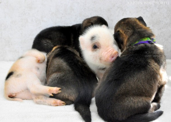 3.13.14 - Puppies & Piglets8