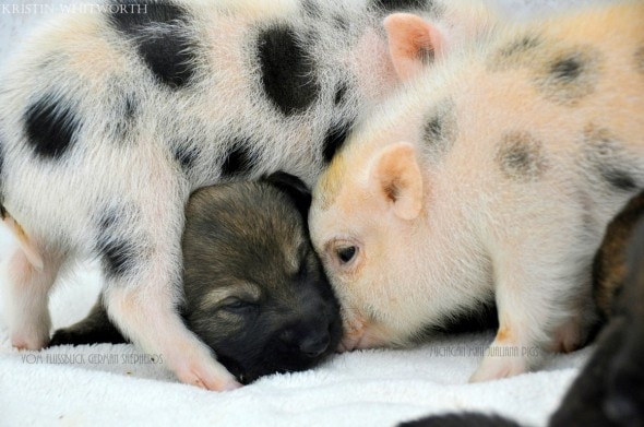 3.13.14 - Puppies & Piglets9