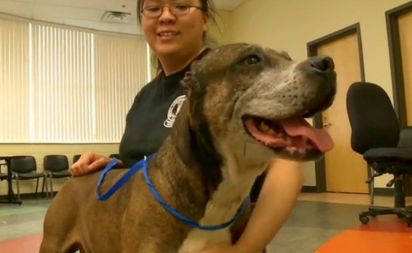 3.14.14 - Injured Dog Seeks Help at Pharmacy1