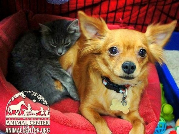 3.15.14 - Chihuahua Saves Kitten1
