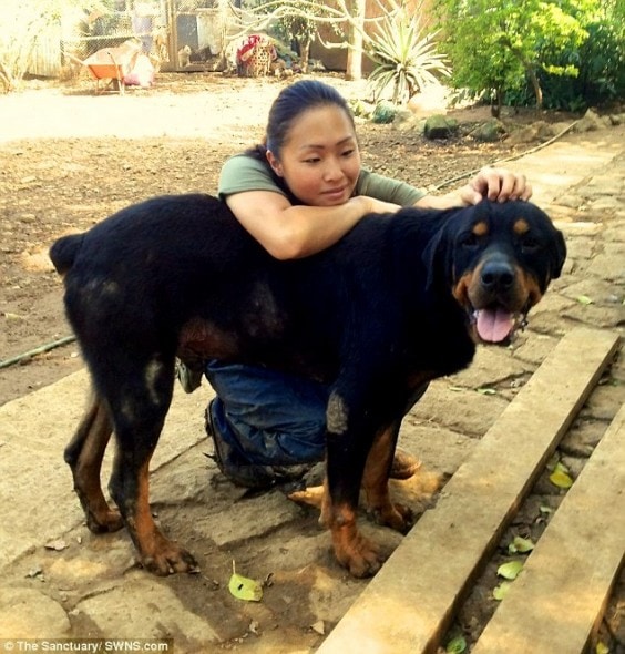 3.19.14 - Suffering Rottweiler Makes Incredible Transformation5