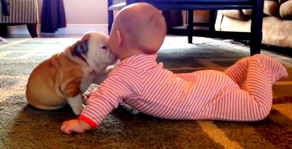 3.31.14 - Bulldog Puppy & Baby Smooches1