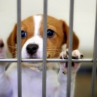 3.5.14 Chicago Bans Puppy Mill Dogs1