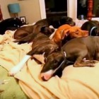 9.13.16 Colossal Bed for Eight Dogs2