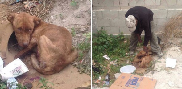 Cheyenne when found in Tijuana. Photo Credit: Sherri Stankewitz