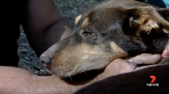 Dog rescued from mine shaft being reunited with its owner.