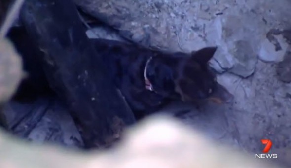 Dog waiting to be rescued from mine shaft.