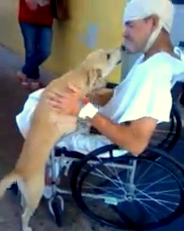 4.13.14 - Homeless Brazilian Dog Waits Outside Owner's Hospital for Eight Days1