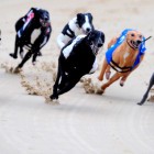 4.16.14 Greyhound Racing Banned in Co11
