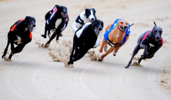 Greyhound Races at Romford