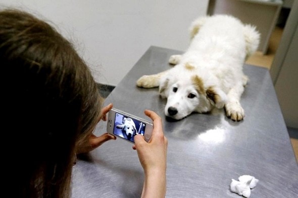 4.17.14 - 13-Year-Old Uses Facebook to Save Romanian Strays1