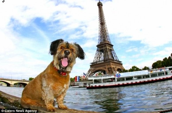 Jet-setting dog Oscar, who was rescued just minutes from euthanasia, visited Paris on one of his many trips around the world.