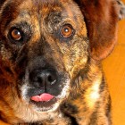 4.2.14 Dog Sentenced to Death Receives Pardon4