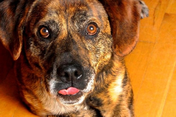 4.2.14 - Dog Sentenced to Death Receives Pardon4