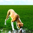 4.22.14 Vets Warn Dog Owners of Bacterial Disease