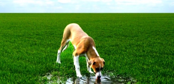 4.22.14 - Vets Warn Dog Owners of Bacterial Disease