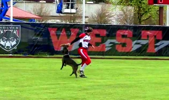 4.30.14 - Dog Interrupts Game to Steal Gloves1