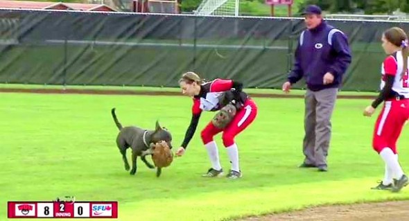 4.30.14 - Dog Interrupts Game to Steal Gloves2