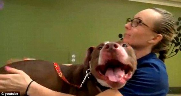 4.6.14 - Incredibly Ill Pit Bull Gets Rescued & Transforms2
